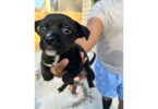 Chihuahua blue nose mix puppies