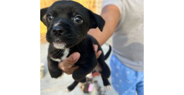 Chihuahua blue nose mix puppies