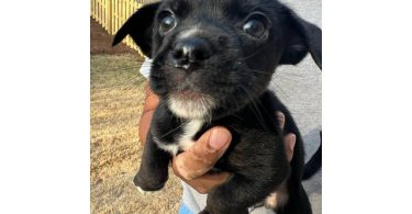 Chihuahua blue nose mix puppies