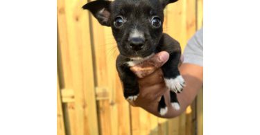 Chihuahua blue nose mix puppies