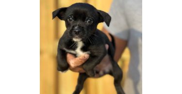 Chihuahua blue nose mix puppies