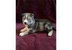AKC Husky Siberian puppies for sale