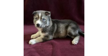 AKC Husky Siberian puppies for sale