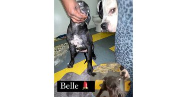 Bambi, Queen, and Belle ready for their new homes