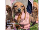 AKC Red dapple mini dachshund