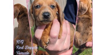 AKC Red dapple mini dachshund