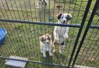 Dax and Bodi are looking for a home