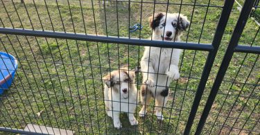 Dax and Bodi are looking for a home