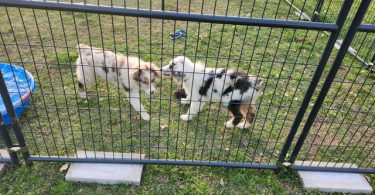 Dax and Bodi are looking for a home