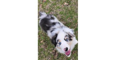 Dax and Bodi are looking for a home