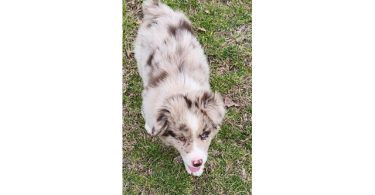 Dax and Bodi are looking for a home