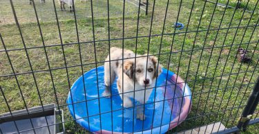 Dax and Bodi are looking for a home
