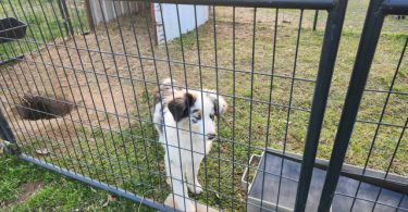 Dax and Bodi are looking for a home