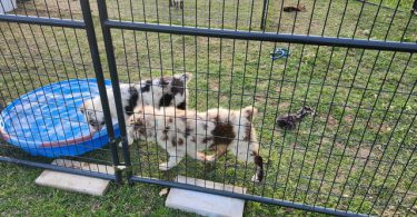 Dax and Bodi are looking for a home