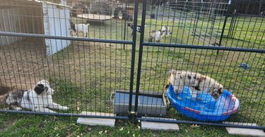 Dax and Bodi are looking for a home