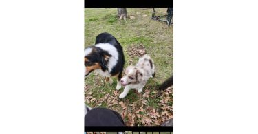 Dax and Bodi are looking for a home