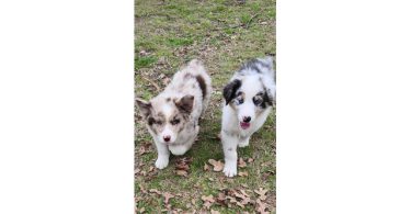 Dax and Bodi are looking for a home