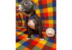 Blue nose pit bull puppies