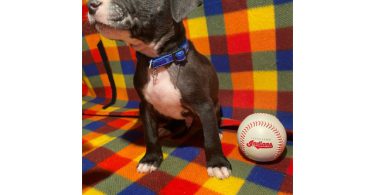 Blue nose pit bull puppies