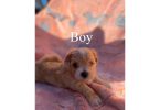 4 Maltipoo puppies for sale