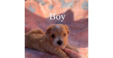 4 Maltipoo puppies for sale