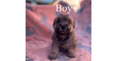 4 Maltipoo puppies for sale