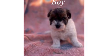 4 Maltipoo puppies for sale