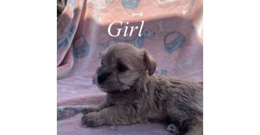 4 Maltipoo puppies for sale