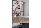 5 male and 4 female red nose pitbull puppies