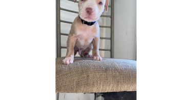 5 male and 4 female red nose pitbull puppies