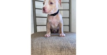 5 male and 4 female red nose pitbull puppies