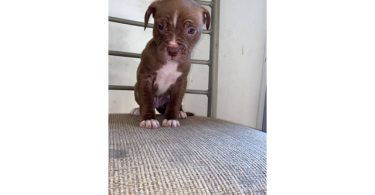5 male and 4 female red nose pitbull puppies