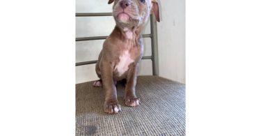 5 male and 4 female red nose pitbull puppies