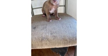 5 male and 4 female red nose pitbull puppies