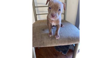 5 male and 4 female red nose pitbull puppies