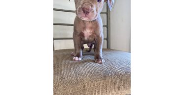 5 male and 4 female red nose pitbull puppies
