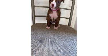 5 male and 4 female red nose pitbull puppies