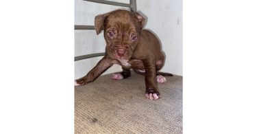 5 male and 4 female red nose pitbull puppies
