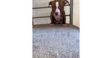 5 male and 4 female red nose pitbull puppies