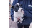 One male border heeler puppy left