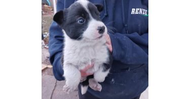 One male border heeler puppy left