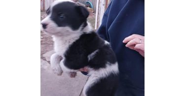 One male border heeler puppy left