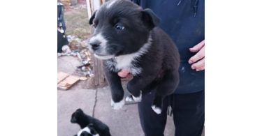 One male border heeler puppy left