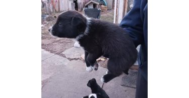 One male border heeler puppy left