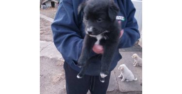 One male border heeler puppy left