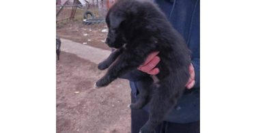 One male border heeler puppy left