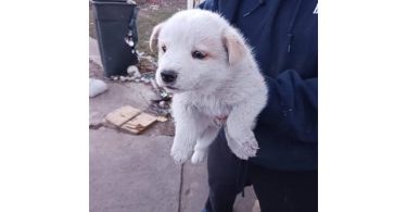 One male border heeler puppy left