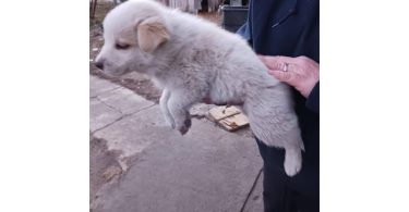 One male border heeler puppy left