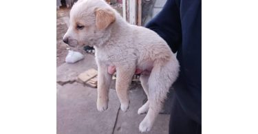 One male border heeler puppy left