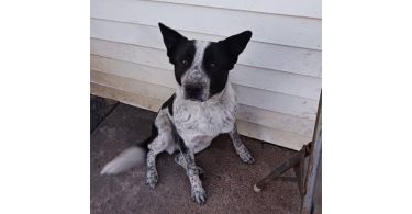 One male border heeler puppy left